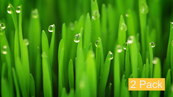 Young Sprouts and Drops (2-Pack) alt