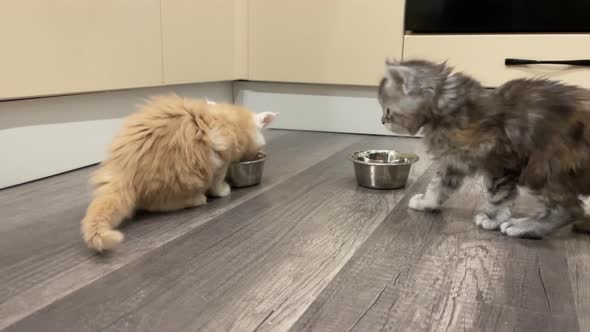 Maine Coon kittens come to bowls and eat