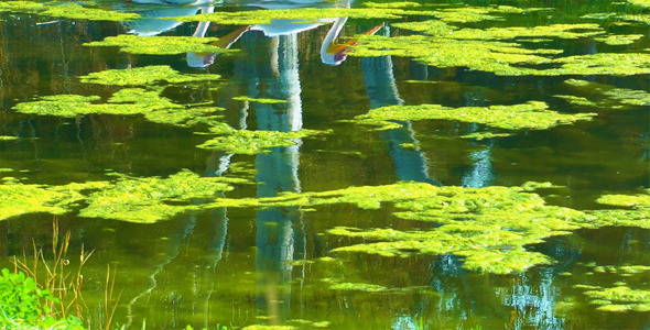 Pelican Reflection on Green Lake