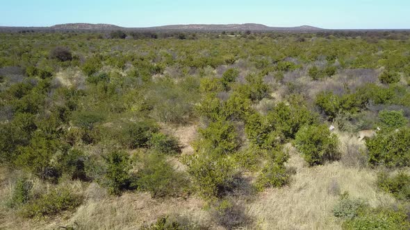 Aerial Pan of antelope and zebras running single file in Botswana wilderness