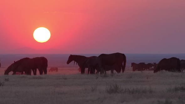 Heard of wild horses grazing as the sun sets