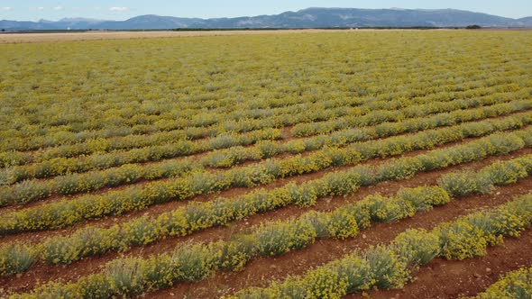 Helichrysum Italicum Yellow Blossom Plant Agriculture Field