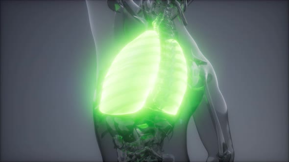 Human Lungs Radiology Exam