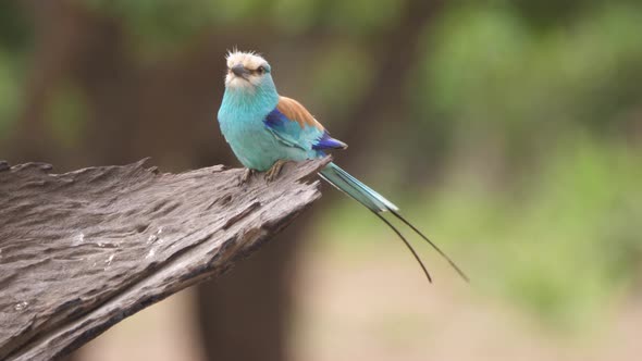 Lilac-breasted roller on a tree 