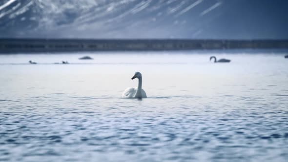 Wild Geese Birds Searching for a Food White Swan on a Mountain Lake in Iceland