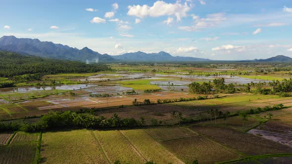 Paddy Fields in the Philippines