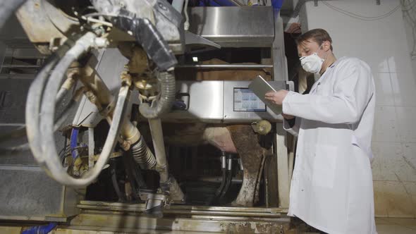 Farmer using automatic milking machine.