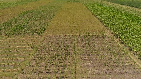 Tobacco Plantation in Indonesia