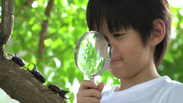 Cute Asian Child Looking Through A Magnifying Glass At A Rhinoceros Beetle In The Forest