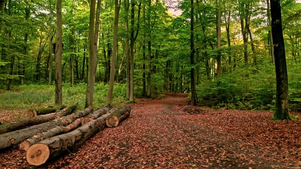 Leafy footpath in autumn forest in Poland