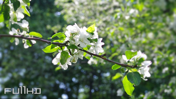 Flowers of Apple Tree in Spring Garden