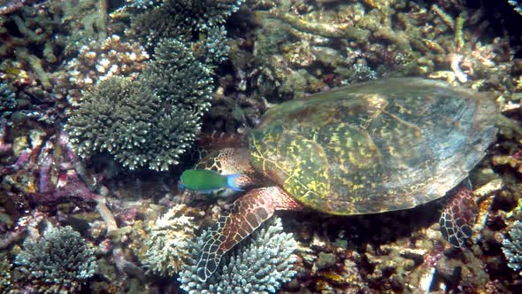 Hawksbill Sea Turtle Slowly Swimming in Blue Water Through Sunlight Try to Find Food on Coral Reef