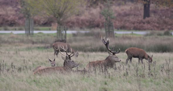 Real time shot of red dear at Richmond Park, UK