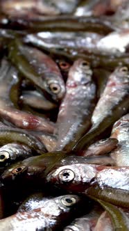 Many small little fish anchovy, tyulka, sprats, seafood background fresh raw food.