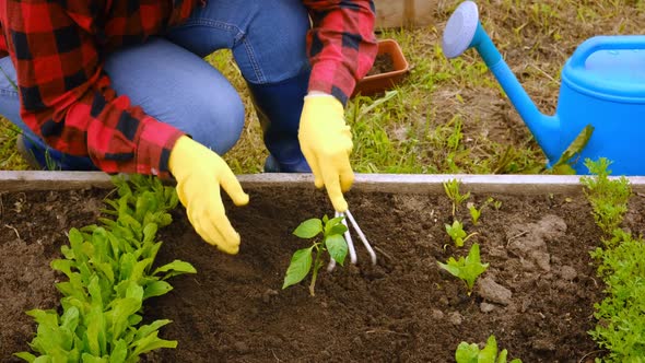 Hand of Gardener Seedling Young Vegetable Plant in the Fertile Soil