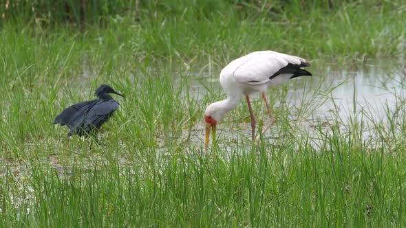 Yellow-billed stork and a black heron hunting for fish