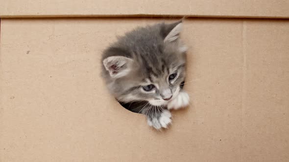 Striped Grey Kitten Getting Out From Hole in a Cardboard Box