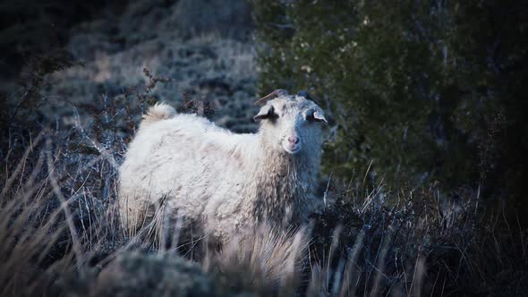 Flock of Sheep Grazing in the Mountain. Slow Motion Shot.