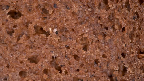 Flour Mite Acarus sp. crawls on a piece of bread, family Acaridae