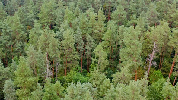 Beautiful pine trees. Green nature background. Summer scenery of the wood.