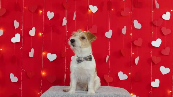 Jack Russell Terrier dog stands on its hind legs. Valentines day concept