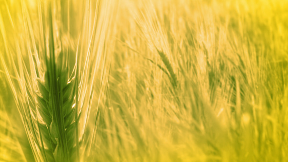 Ears of Wheat