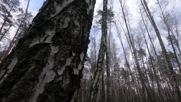 Forest with Birches in the Afternoon