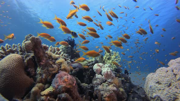 Clownfish Underwater Tropical Coral Garden