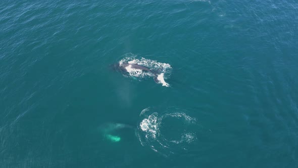 Humpback Whales in the Ocean