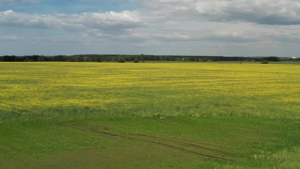 Low quadcopter flight over a field of yellow flowering rapeseed. Trees with green leaves.