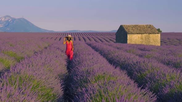 Provence Lavender Field at Sunset Valensole Plateau Provence France Blooming Lavender Fields