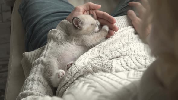 Man Stroking and Playing with Kitten