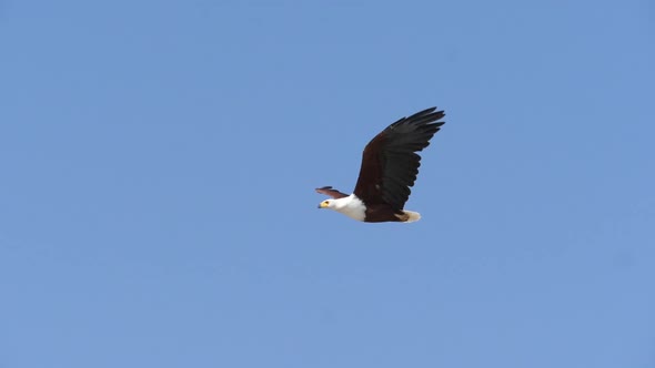 African Fish-Eagle, haliaeetus vocifer, Adult in flight, Flapping Wings, Baringo Lake in Kenya