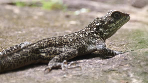 Agama africana lizard 