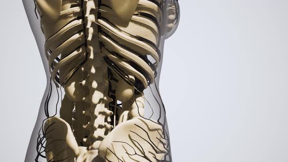 Science Anatomy of Human Blood Vessels alt