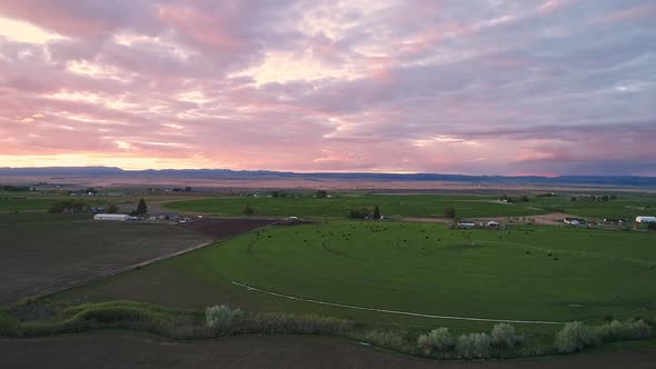 Colorful sunset from aerial view flying over farmers field with cows
