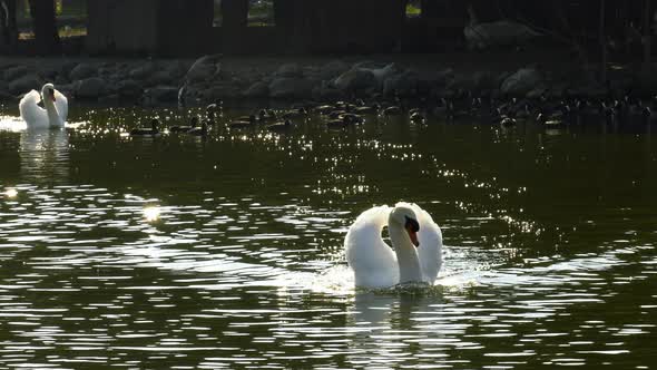 White Swan In Lake