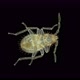 Bed bug nymph Cimex lectularius under a microscope, order Hemiptera, family Cimicidae - VideoHive Item for Sale