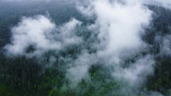 Coniferous Wet Dense Forest From a Aerial Bird's Eye View