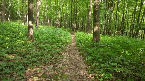 Walk through the oak grove in the forest.