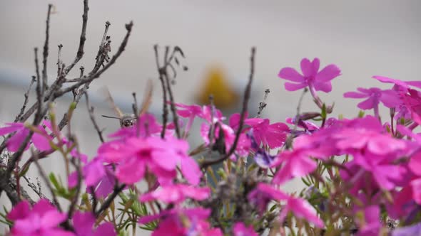 Macroglossum Stellatarum Type Hummingbird Hovers Over Purple Plants