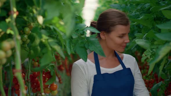 Woman Agronomist Checking Tomatoes Harvest Cultivation in Modern Organic Farm