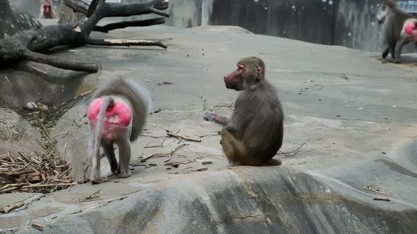 Monkey Cleans From Fleas Other Macaque