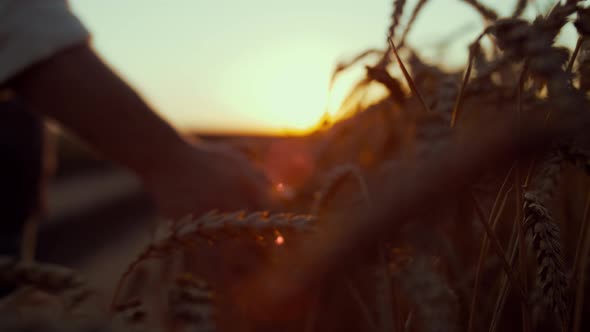 Farmer Hand Touching Wheat Spikelets at Sunset Closeup