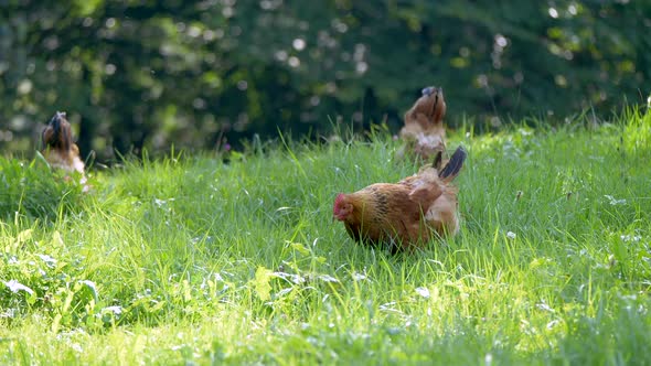 Wild Brown Chicken grazing in high grass field and foraging after food in Nature - close up track sh