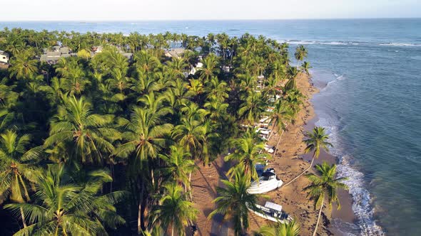 Coconut Trees on Beach during Sunrise