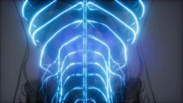 Human Brain Radiology Exam alt