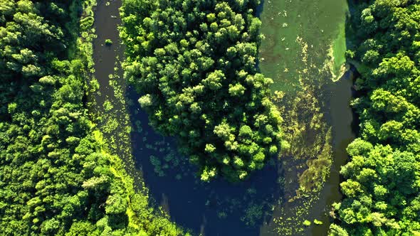 Winding river and green forest in Poland, aerial view