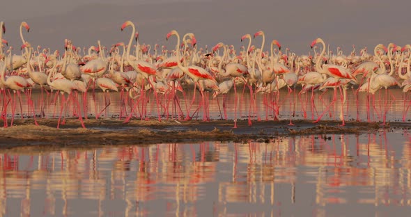 A Beautiful Frame From the Wild Where you Can See How Pink Flamingos