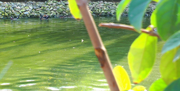 Ducks and Green Plant 2